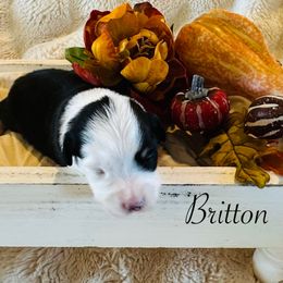 Britton - Black and tan female Pembroke Welsh Corgi puppy in Cashion, Oklahoma from Shabby Chic Corgis