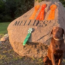 Labrador Retrievers from Mellies Labrador Retrievers