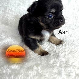 Chihuahua Puppies from Sunset Eves Chihuahuas