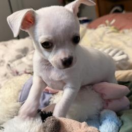 Billy - Cream and white male Chihuahua puppy in Amity, Pennsylvania from Rhoda and Verna