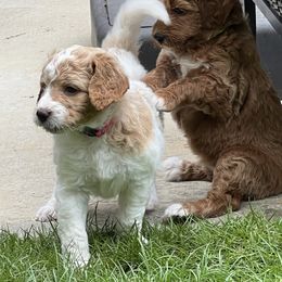 Goldendoodle Puppies from Ellie's Goldendoodles