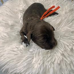 Birken (Orange) - Chocolate male Cavapoo puppy in West Haven, Utah from Harper Haven Cavapoos & Doodles