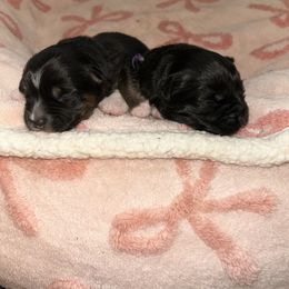 Purple collar girl - Black female Miniature Australian Shepherd puppy in Flat Rock, Alabama from Fluffy Butt Acres