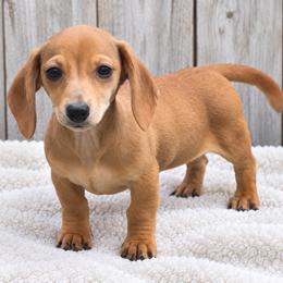 Gouda - Red female Dachshund puppy in Warm Springs, Arkansas from Seven Hills Arkansas