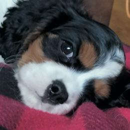 Princess Leia - Tri-color female Cavalier King Charles Spaniel puppy in Franklin, North Carolina from Cavaliers of the County Macon