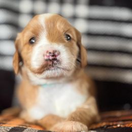 Hazel - Red  female Goldendoodle puppy in Morriston, Florida from Florida's Joyful Goldendoodles