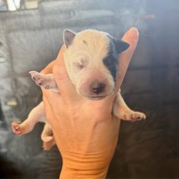 5 - Black & white female Miniature Australian Shepherd puppy in Chilton, Wisconsin from Pointless Acres