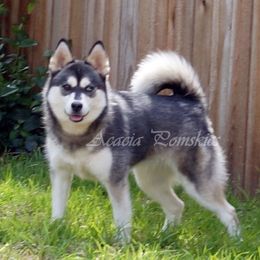 Azula - Pomsky