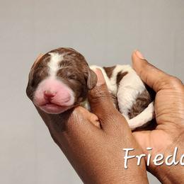 Frieda - Parti female Poodle puppy in Dover, Delaware from Dogtastic Poodles