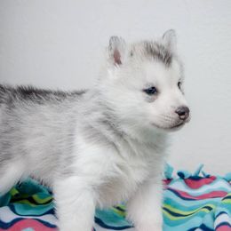 Siberian Husky Puppies from Shedenara Siberians