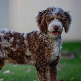 Bernedoodles and Goldendoodles from GTA Mapledoodles