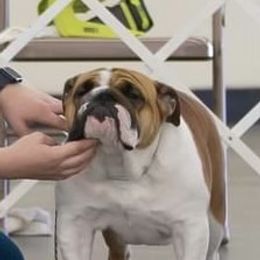 Bulldog, Great Dane, and Pointer All Grown Up from Dogma Danes & Pointers & Bulldogs