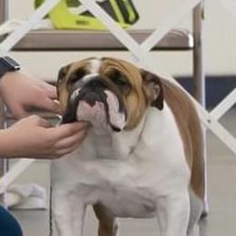 Bulldog, Great Dane, and Pointer All Grown Up from Dogma Danes & Pointers & Bulldogs