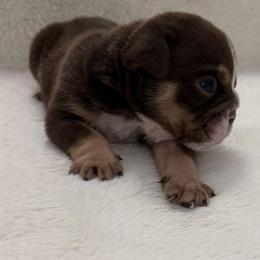 Josh - Chocolate tri-color male Bulldog puppy in Cheshire, Connecticut from Absolut Bulldogs