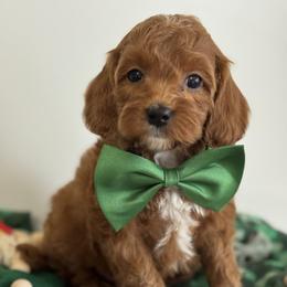 Black - Red  male Goldendoodle puppy in Hesperia, Michigan from Red Acres Poodles & Doodles