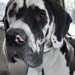 Great Dane All Grown Up from Bauman Great Danes