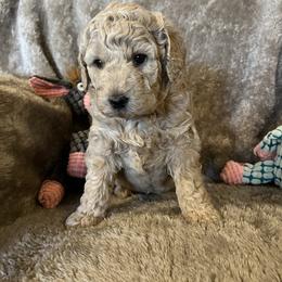 Skittles - Cream female Goldendoodle puppy in Richmond, Texas from Harper’s Heartbeats