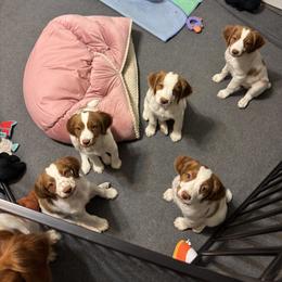 Brittany Puppies from Christmas Acres Brittanys