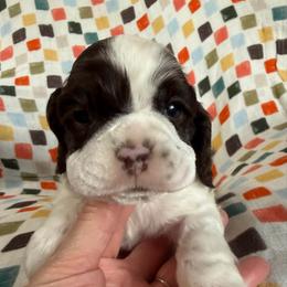 Kringle - Brown and white male Cocker Spaniel puppy in Delphi, Indiana from Benchmark Cockers