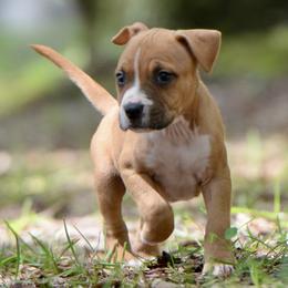 The Steady Companion - Red male American Staffordshire Terrier puppy in St. Augustine, Florida from LBK & Ancient City