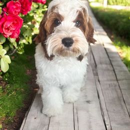 Bentleigh - Cavapoo