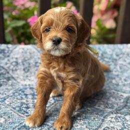Garlic - Red  female Goldendoodle puppy in Wharton, Texas from Little Fur Friends