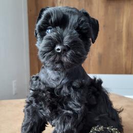 Griff - Black male Miniature Schnauzer puppy in Crestview, Florida from Mert's Creek Miniature Schnauzers
