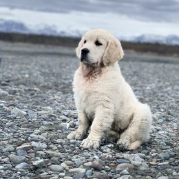 Golden Retriever, Newfoundland, and Shetland Sheepdog Puppies from Galaxies