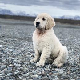 Golden Retriever, Newfoundland, and Shetland Sheepdog Puppies from Galaxies