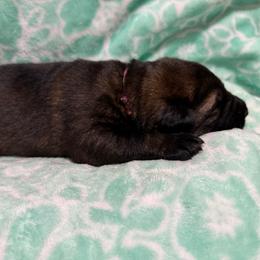 Twix - Sable female German Shepherd puppy in Salem, Virginia from Vom Kylohaus German Shepherds