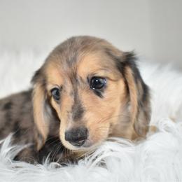 Dapple girl - Dapple female Dachshund puppy in Seminary, Mississippi from Down South Mavericks Dachshunds