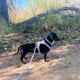 Glory - Blue and tan female Dachshund puppy in Albuquerque, New Mexico from Designer Dachshund Club