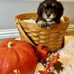 Rocky - male Australian Mountain Doodle puppy in Bristow, Oklahoma from 10-Acre Woods Cockapoos