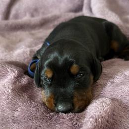 Boy 1 - Black and rust male Doberman Pinscher puppy in Lake City, Florida from Paintedcrazy Doberman Pinchers