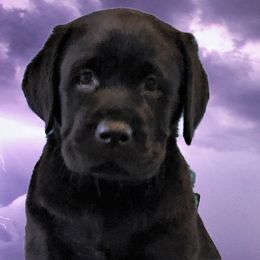 Labrador Retriever Puppies from Lorlyn Labradors