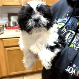Landon - Black and white male Shih Tzu puppy in Tallahassee, Florida from Bows and Bow Ties