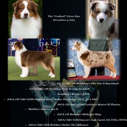 Australian Shepherd puppies from RisingStar Australian Shepherds