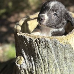 Tucker - Black and white male Border Collie puppy in Paris, Texas from Broadmoor Farm