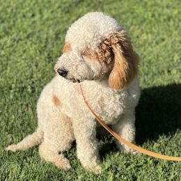 Blue - Goldendoodle