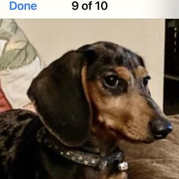 Dachshund All Grown Up from Darling Dapple (mini) Dachshund
