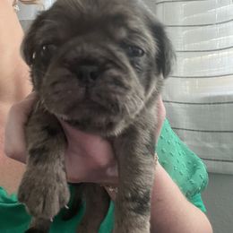 Pug Puppies from Love Pugs