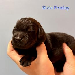 Elvis Presley - Black male Newfoundland puppy in Tully, New York from Bear Paw Newfoundlands