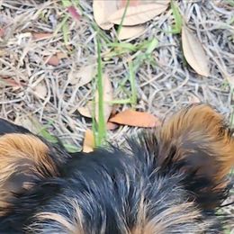 Yorkshire Terrier Puppies from Jaydas Lil Jewels