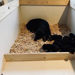 Rottweiler Puppies from Vom Arnold-Hause Rottweilers