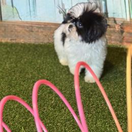 Cockapoo, Goldendoodle, and Shih Tzu Puppies from Dogue, where fashion meets fur