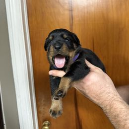Girl 1 - Black and mahogany female Rottweiler puppy in Lima, Ohio from Vom Hause Bishop