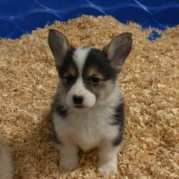 Kloe - Black and tan female Pembroke Welsh Corgi puppy in Helmville, Montana from Calie’s Corgis