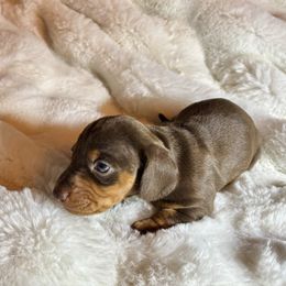 Cocoa - Chocolate and tan female Dachshund puppy in Corona, California from Over The Moon Dachshunds