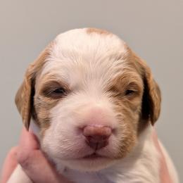Wesson - Orange and white male Brittany puppy in Hollidaysburg, Pennsylvania from Royal Flush Farms