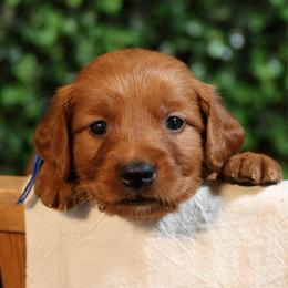 Atticus - Dark golden male Golden Retriever puppy in Payette, Idaho from Stonewick Retrievers